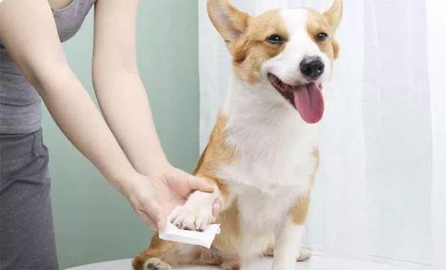 ZIPY 350 stuks vochtige doekjes voor honden, parfumvrij, voor poten, oren, billen en lichaam, 20 x 22 cm