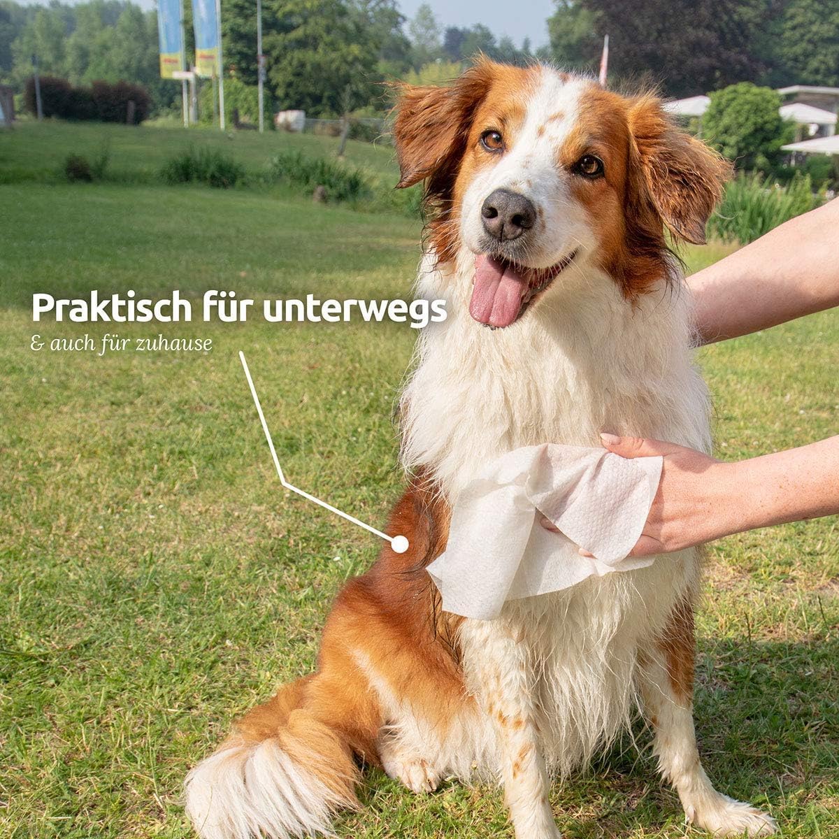 ZIPY 350 stuks vochtige doekjes voor honden, parfumvrij, voor poten, oren, billen en lichaam, 20 x 22 cm